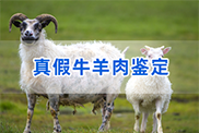 盘锦羊类动物鉴定